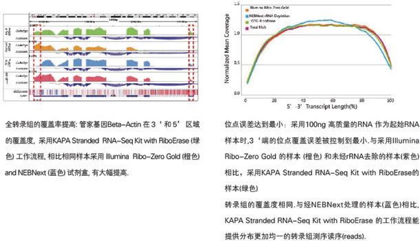 KAPA 核糖体去除链方向性RNA文库准备试剂盒 - 二代测序