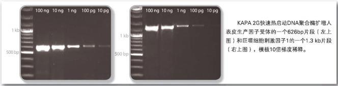 KAPA 2G 快速DNA聚合酶及Ready Mix - 二代基因工程酶 -