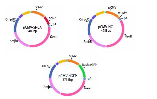 α-突触核蛋白聚集检测试剂盒 (ALPHA)-Synuclein Aggregation Assay Kit