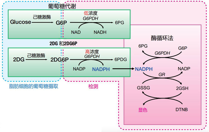 2-脱氧葡萄糖（2DG）摄入检测试剂盒 2-Deoxyglucose (2DG) Uptake Measurement Kit