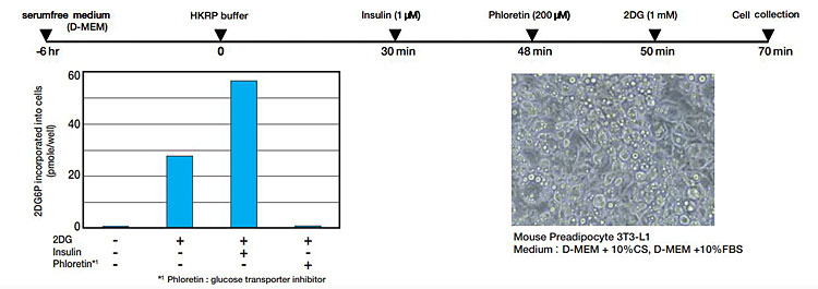 2-脱氧葡萄糖（2DG）摄入检测试剂盒 2-Deoxyglucose (2DG) Uptake Measurement Kit