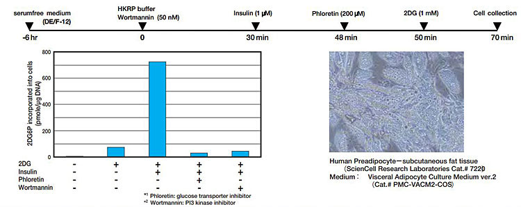 2-脱氧葡萄糖（2DG）摄入检测试剂盒 2-Deoxyglucose (2DG) Uptake Measurement Kit