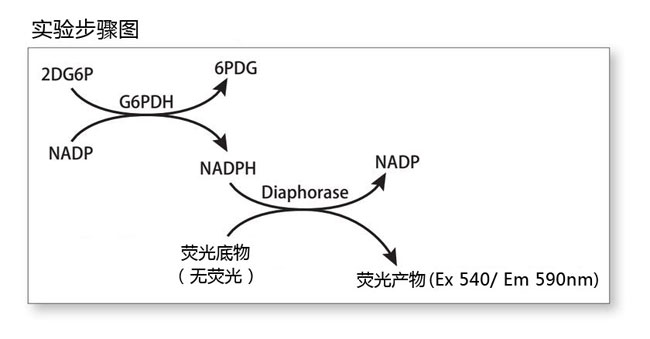 细胞葡萄糖摄取检测试剂盒 Glucose Cellular Uptake Measurement Kit