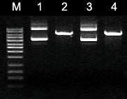 Axygen质粒小量制备试剂盒AP-MN-P-250