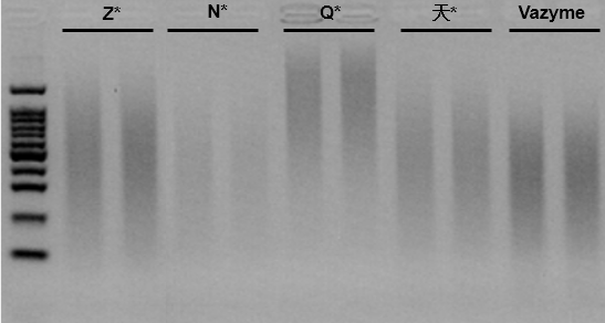 EpiArt DNA Methylation Bisulfite Kit