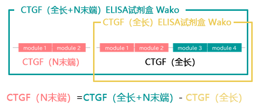 CTGF ELISA 试剂盒