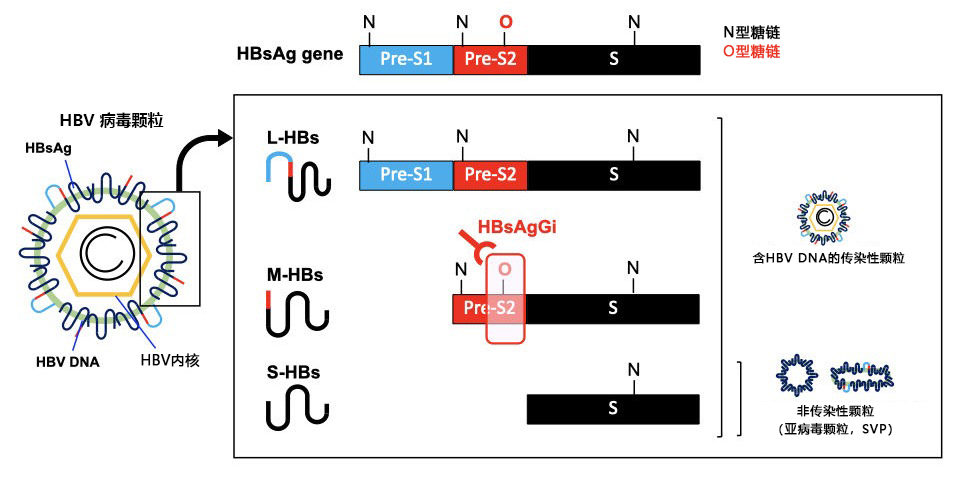 HBsAgGi抗体 & HBsAgGi ELISA试剂盒                              乙型肝炎病毒特异性检测