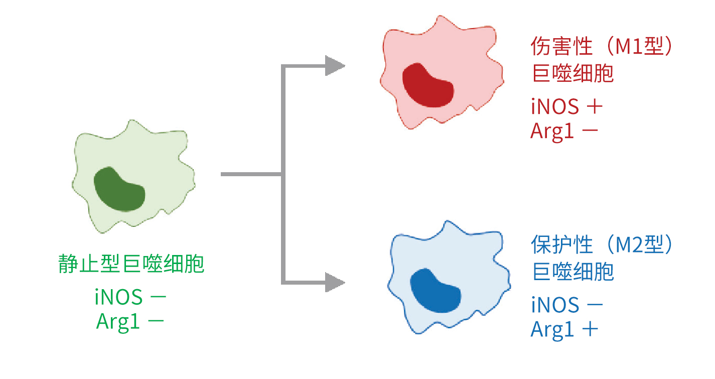 抗 iNOS 多抗 • 抗 Arg1 多抗                              应用于巨噬细胞的免疫细胞染色