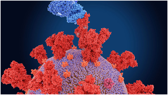 SARS-COV-2中和抗体检测试剂盒 AdipoGen再推出新冠研究中和抗体试剂盒，逐一识破SARS-CoV-2突变体！