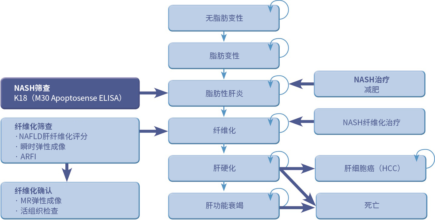 NASH生物标记物检测试剂盒