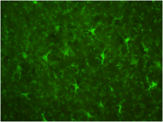 抗Iba1，山羊多克隆抗体                              小胶质细胞标记