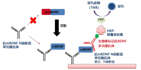 Mature BDNF ELISA试剂盒 Wako                              Mature BDNF ELISA Kit Wako