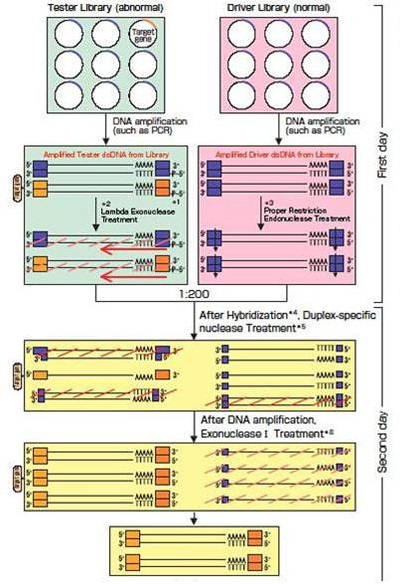 双链特异性直接消化cDNA削减试剂盒                              DsDD cDNA Subtraction Kit Wako