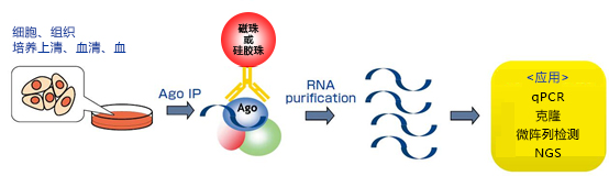 磁珠型microRNA分离试剂盒