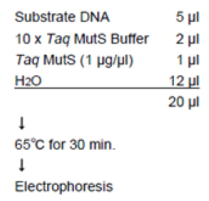 突变 S Taq 酶                              Taq Mut S