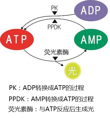 ATP荧光检测仪配套试剂棒——LuciPac A3系列