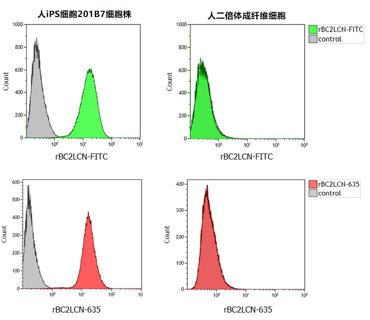 荧光标记 rBC2LCN（AiLecS1）