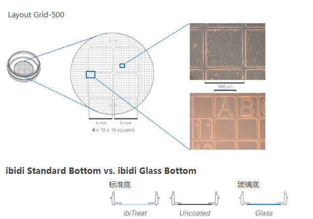 细胞定位格子培养皿