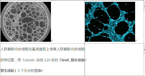 血管生成载玻片