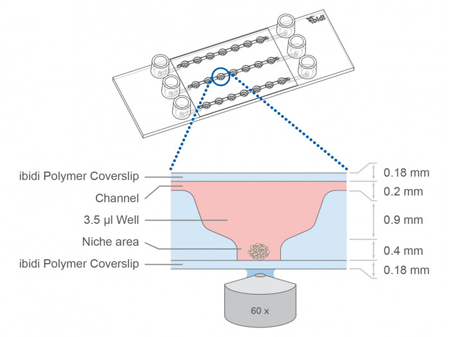 µ-Slide球体灌注通道培养载玻片80356 80350 80351